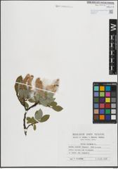 Foto von Salix hastata L.